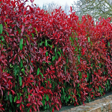 Photinia Red Robin | Christchurch Canterbury