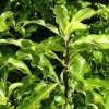 Pittosporum eugenioides (Tarata, Lemonwood)