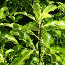 Pittosporum eugenioides (Tarata, Lemonwood)