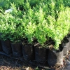 Buxus sempervirens (English Box)