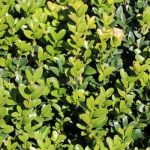 Box Hedge, English Box (Buxus sempervirens)