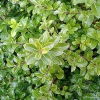 Pittosporum Mountain Green