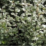 Pittosporum silver sheen