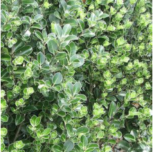 Pittosporum Stephens Island