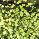 Pittosporum tandarra gold