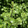 Pittosporum tenuifolium (Kohuhu, Black Matipo)