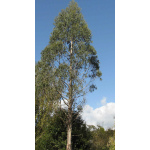 Plagianthus betulinus (Ribbonwood)
