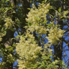 Plagianthus regius (Manatu, Lowland Ribbonwood)