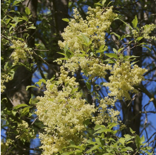 Plagianthus regius (Manatu, Lowland Ribbonwood)