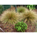 Poa cita (Silver Tussock)