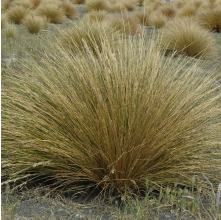 Poa cita (Wi, Silver Tussock)