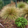 Poa cita (Wi, Silver Tussock)