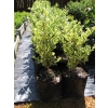 Buxus marginata (Box)