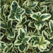 Buxus sempervirens Variegata (Variegated Box)