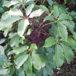 Pseudopanax arboreus (Five Finger)