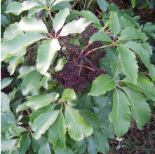 Pseudopanax arboreus (Whauwhaupaku, Fivefinger)