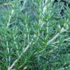 Rosmarinus prostratus (Creeping Rosemary)
