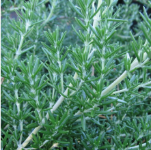 Rosmarinus prostratus (Creeping Rosemary)