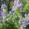 Rosmarinus prostratus (Creeping Rosemary)