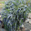 Rosmarinus prostratus (Creeping Rosemary)