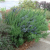 Rosmarinus Tuscan Blue (Upright Rosemary)