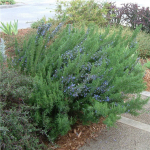 Upright Rosemary (Rosmarinus Tuscan Blue)