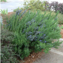 Rosmarinus Tuscan Blue (Upright Rosemary)