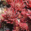 Sempervivum purpurea (Purple Succulent)