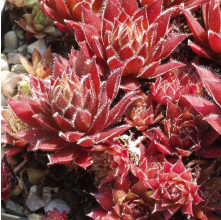 Sempervivum purpurea (Purple Succulent)