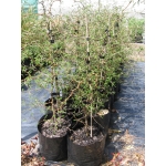 Sophora microphylla (Small-leafed Kowhai)