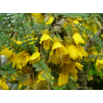 Sophora microphylla (Small-leaved Kowhai)