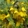 Sophora microphylla (South Island Kowhai)