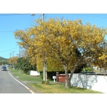 Sophora tetraptera (Large-leafed Kowhai)