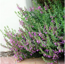 Teucrium chamaedrys (Wall Germander)