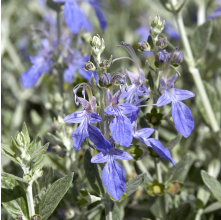 Teucrium fruticans (Silver Germander)