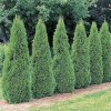 Thuja occidentalis Smaragd (Emerald Cedar)