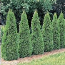 Thuja occidentalis Smaragd (Emerald Cedar)