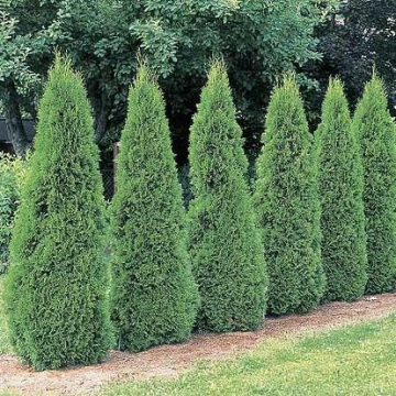 Thuja occidentalis Smaragd Emerald Cedar