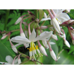 Arthropodium cirratum (Rengarenga Lily)