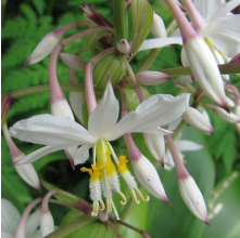 Arthropodium cirratum (Renga Renga, Rock Lily)