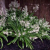 Arthropodium cirratum (Renga Renga, Rock Lily)