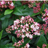 Viburnum tinus Eve Price (Viburnum)