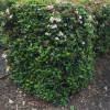 Viburnum tinus Eve Price (Viburnum)