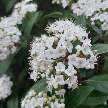 Viburnum tinus Lucidum (Viburnum)