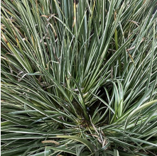 Acorus gramineus Variagatus (Variegated Sweet Flag)