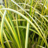 Acorus gramineus Ogon (Golden Variegated Sweet Flag)
