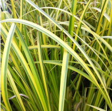 Acorus gramineus Ogon (Golden Variegated Sweet Flag)