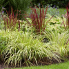 Acorus gramineus Ogon (Golden Variegated Sweet Flag)