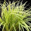 Acorus gramineus Ogon (Golden Variegated Sweet Flag)