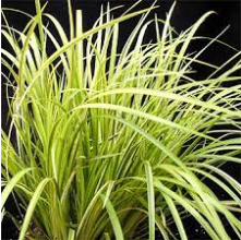 Acorus gramineus Ogon (Golden Variegated Sweet Flag)